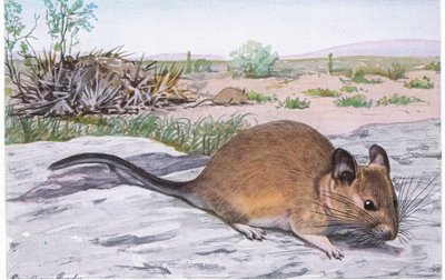 White Throated Wood Rat Vibrates Its Tail When Alarmed by Louis Agassiz Fuertes
